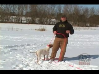 Proper Collar Conditioning for Your Gundog and Hunting Dogs