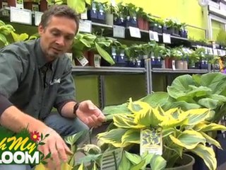 Hostas - Overview and Tips
