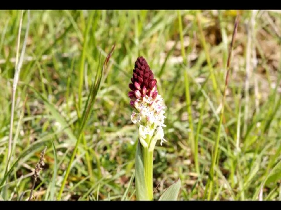 Dames chamois et petits le 17 mai 2010