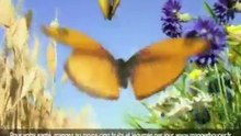 - Petit Lu - Papillons