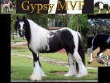 Sell Your Gypsy Vanner Horses