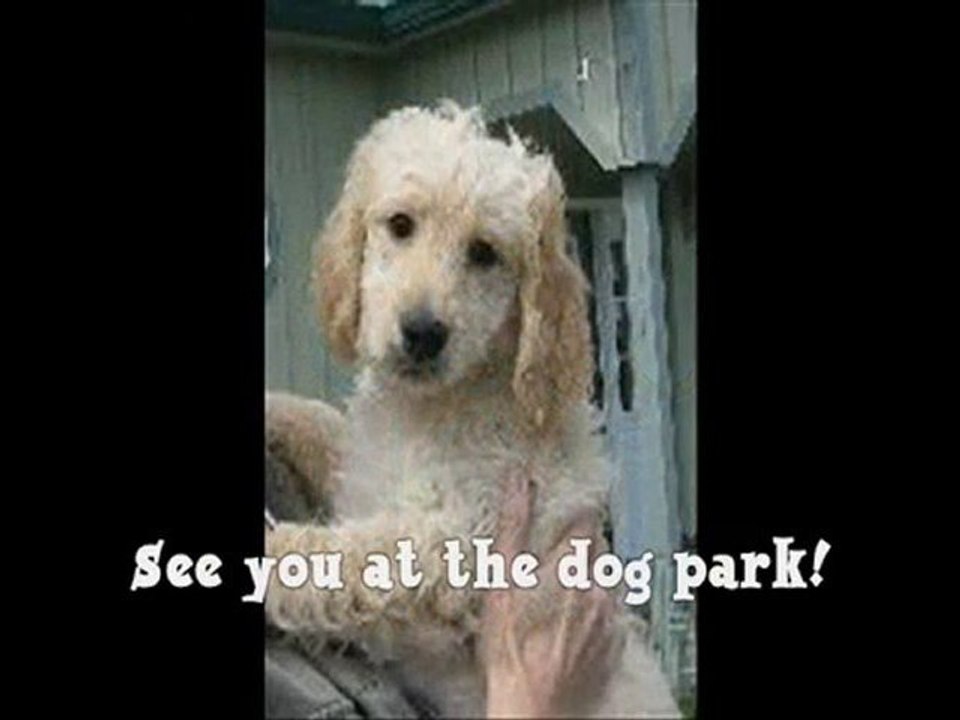 The Puppy Starter Kit NuBowWow