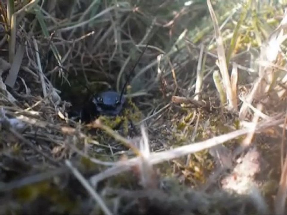 Stipy, le grillon de mon jardin