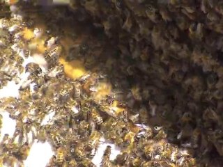 Ruche de Balma   (Marion,Lilou) 50 000   Abeilles