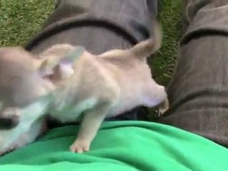 (Cachorro chihuahua) color plata como un lobo.