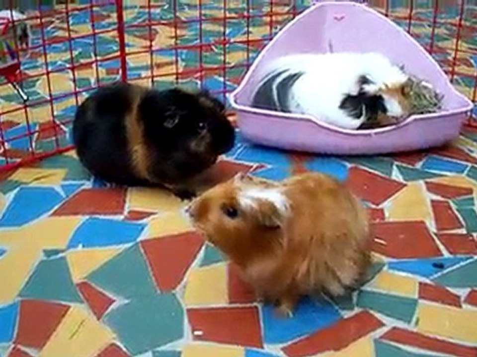 Les 3 filles en sortie