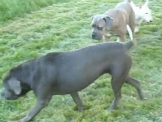 Jeu avec les bâtons