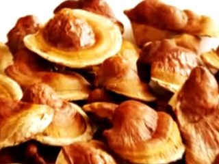 Kırmızı Reishi Mantarı Nedir?