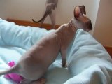 FREAKY, petite femelle sphynx de 3 mois