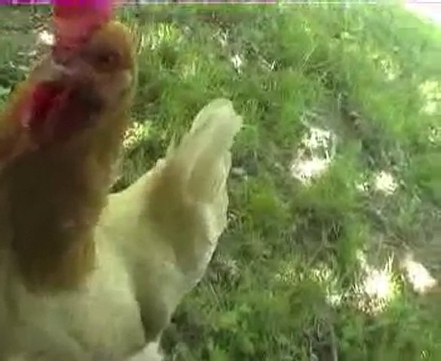 cocotte , câline et l'oiseau