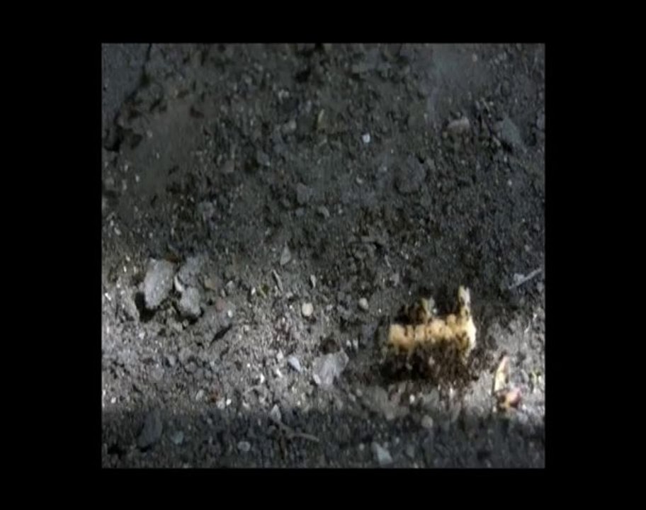 Ateliers du Carrousel : Workshop vidéo du cycle de 3 ans