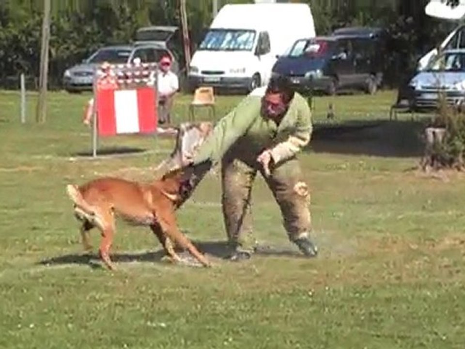 Vautour du Domaine de Ste Mathilde