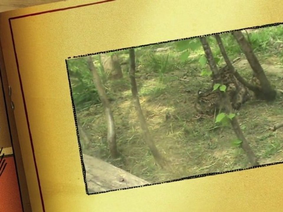 Le parc des félins