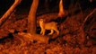 Luchs bei Nacht im Wildgehege Hellenthal