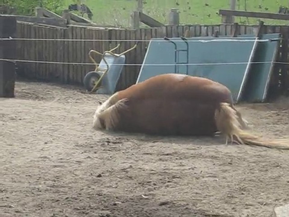 Wälzparade oder 'schmutziges Pferd'?