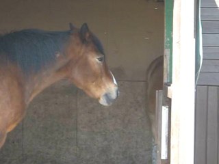 Haflinger "Mo" in Aktion