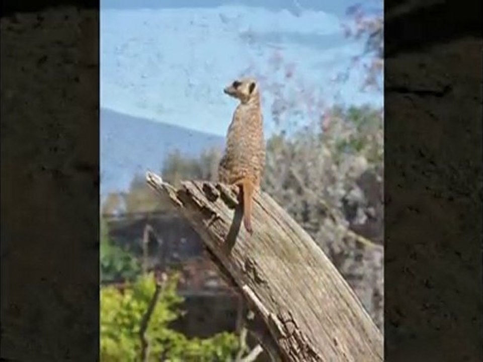 Meerkats