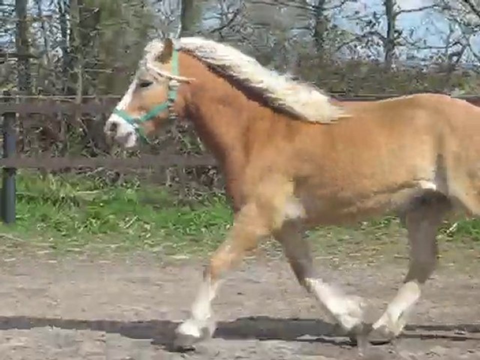 Haflinger 'Mo' 2
