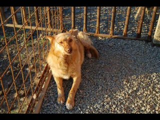 CHIENS EN FAMILLE D ACCUEIL