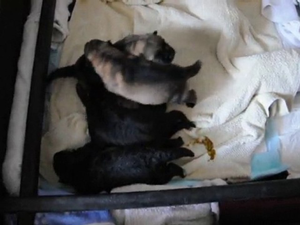 BB DE VIXIE ET COÏGONE