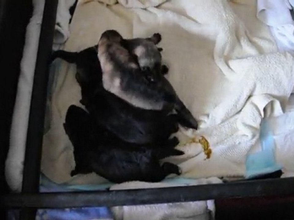 BB VIXIE COIGONE A LA TT