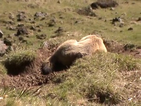 marmotte. puy mary