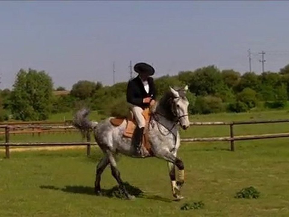 Institut du Cheval et de l'Equitation Portugaise