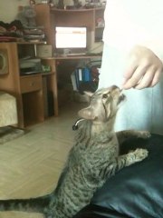 Obiwan mange du blanc de poulet