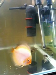 Femelle Discus qui ne se nourrit plus