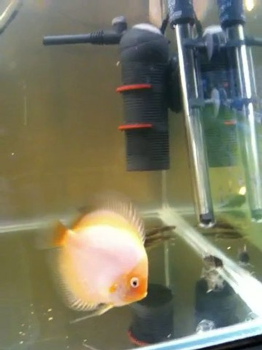 Femelle Discus qui ne se nourrit plus