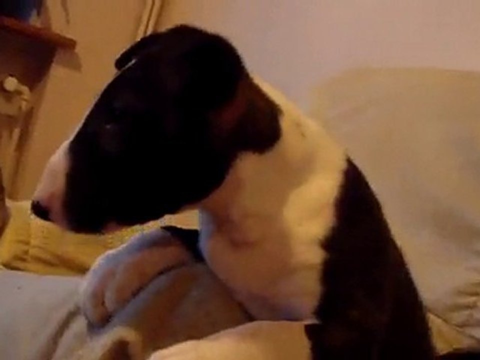 Lola head2