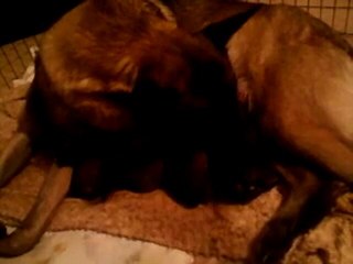 cheyenne et ses BB (2 gars et 3 filles)