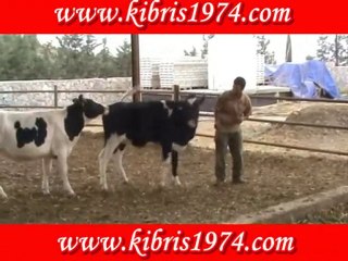 şaban & sarı öküz www.kibris1974.com