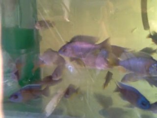 Copadichromis borleyi