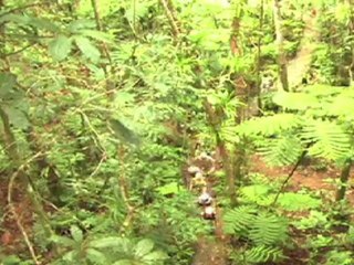 Legend of Dakuwaqa - The Angry Shark God Who Became ...