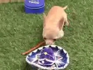 (Cachorro chihuahua) mini. Mas pequeño de España.