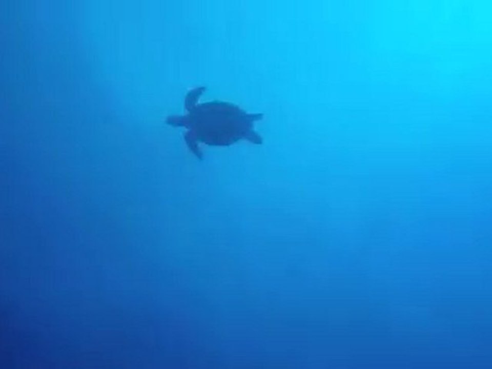 Plongée Sipadan Malaisie Mai 2010