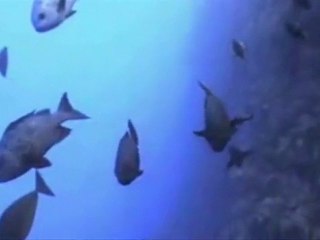 Light of The Buddha The Mental Universe