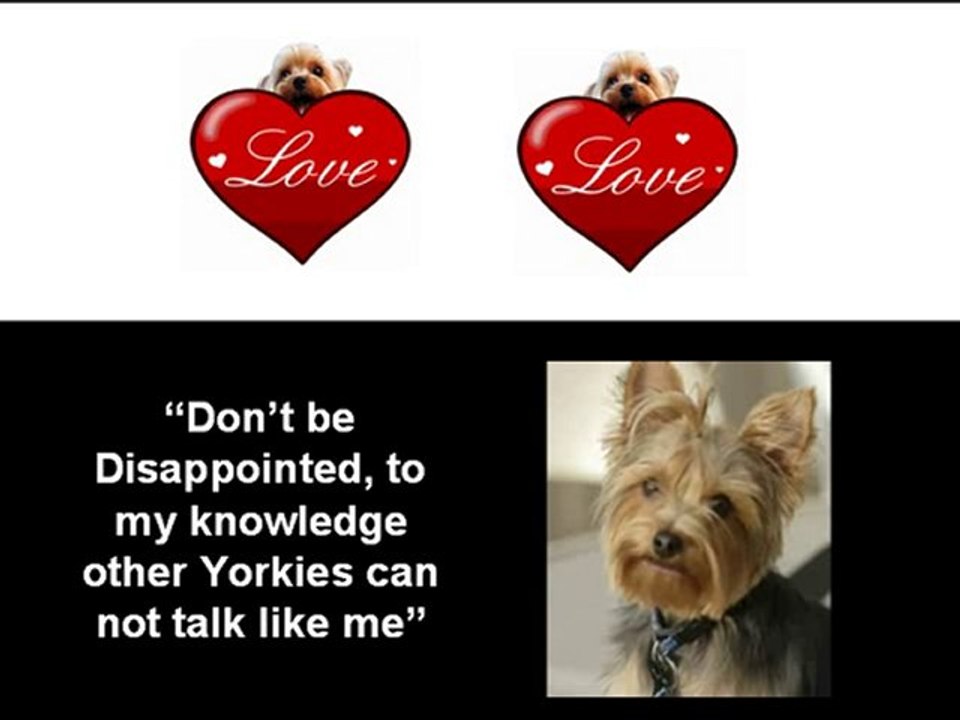 Yorkie for Sale Florida-Buyer's Tips
