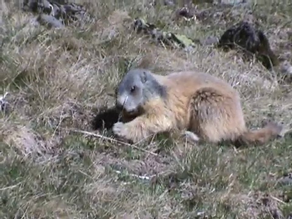 marmotte puy Mary....