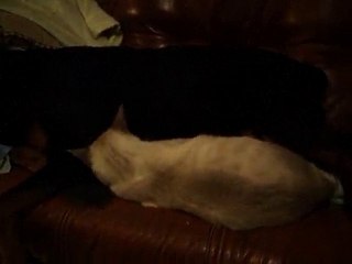 et je ronronne contre mon poto !