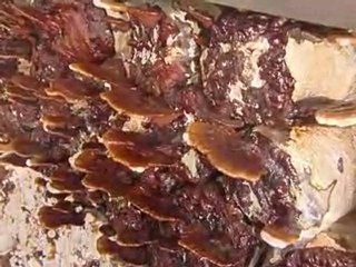 Kırmızı Reishi ( Ölümsüzlük Mantarı) Haberi