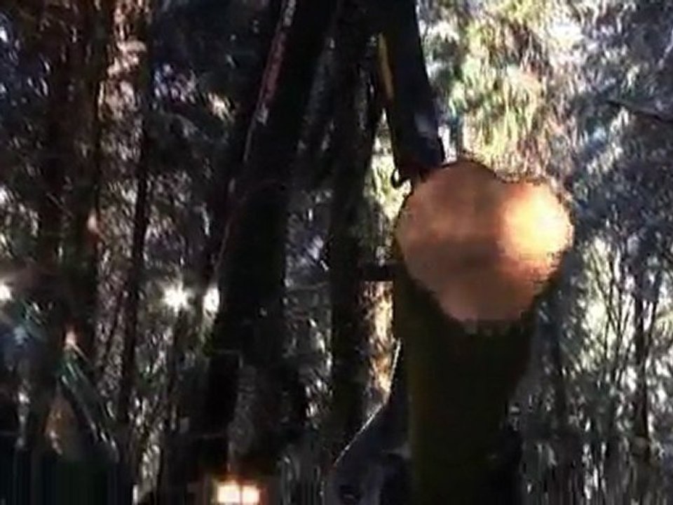 Calvi abattage mécanique