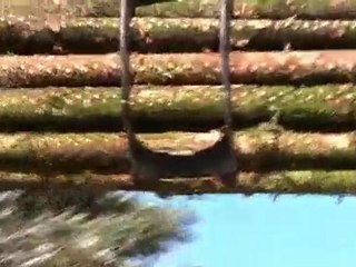 Calvi chargements de bois