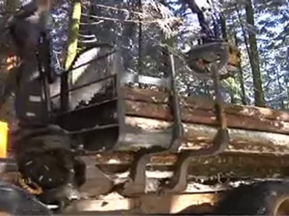 Calvi exploitation forestiere