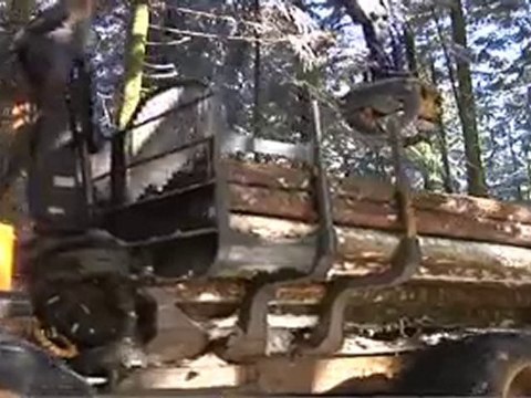 Calvi exploitation forestiere