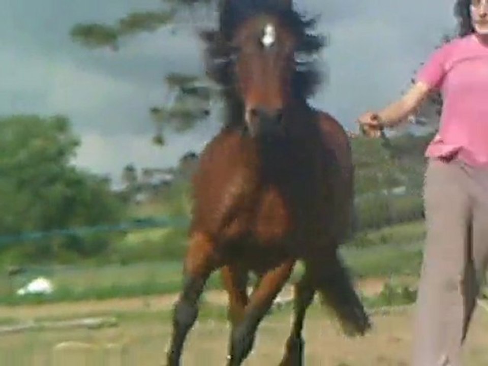 Voltige (Espion) Cordelette (Jingel)