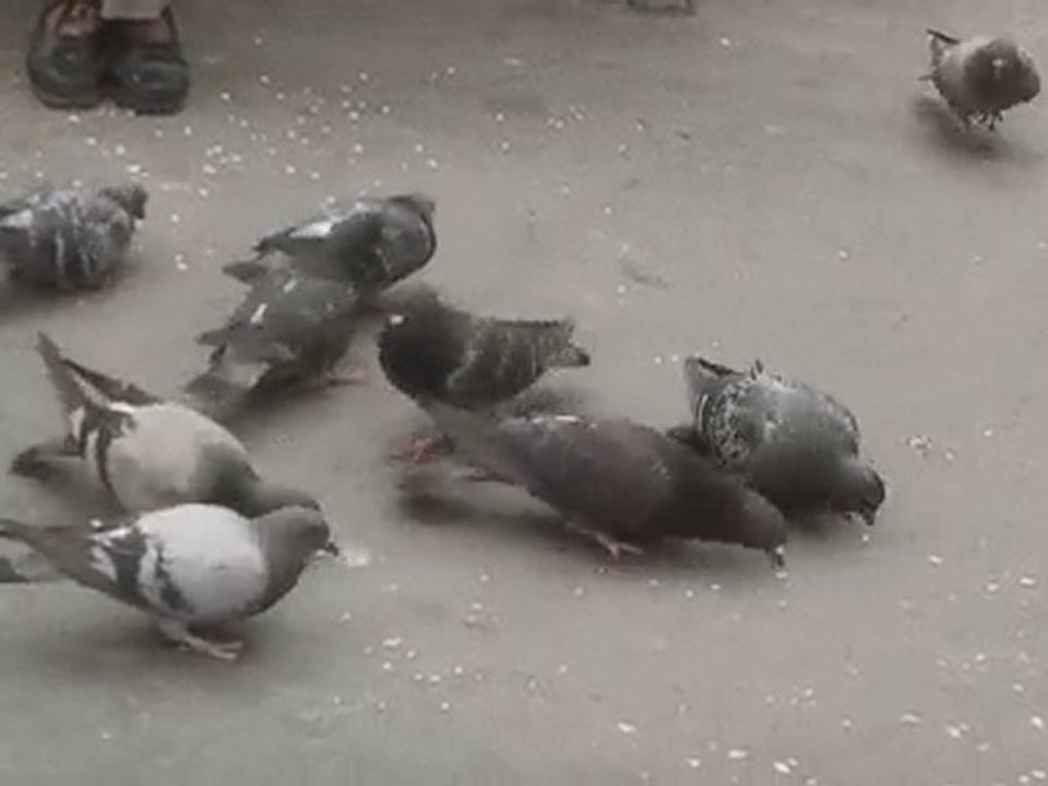 Tsonga à Roland Garros - Pigeons
