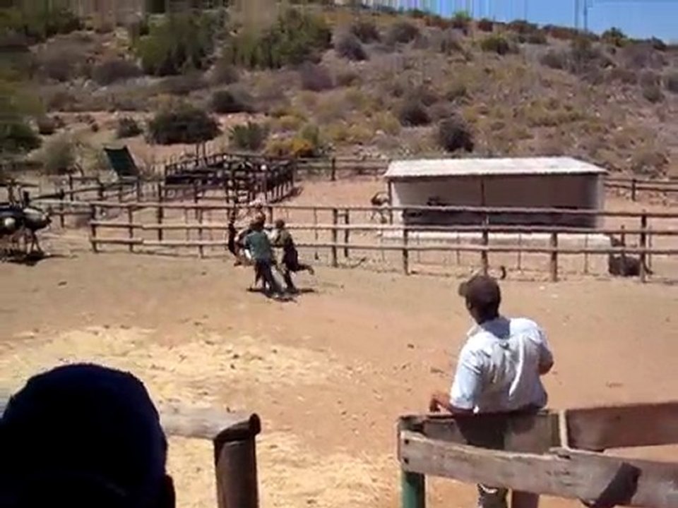 Ostrich Riding