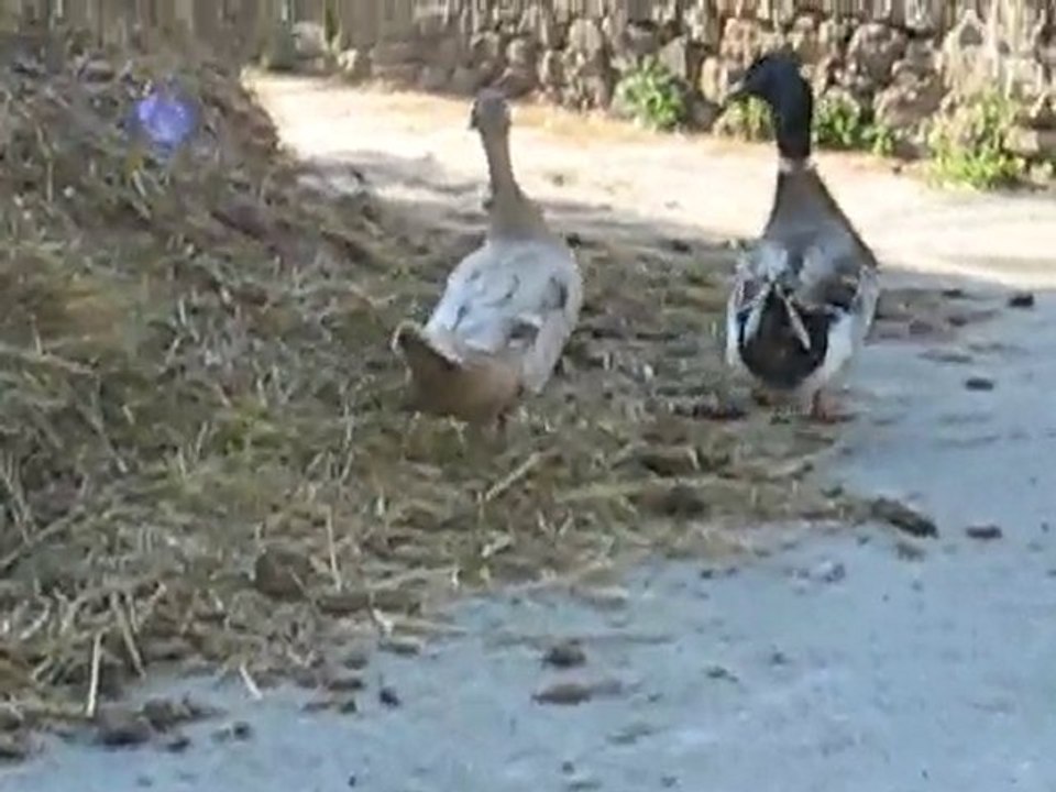 A la ferme...